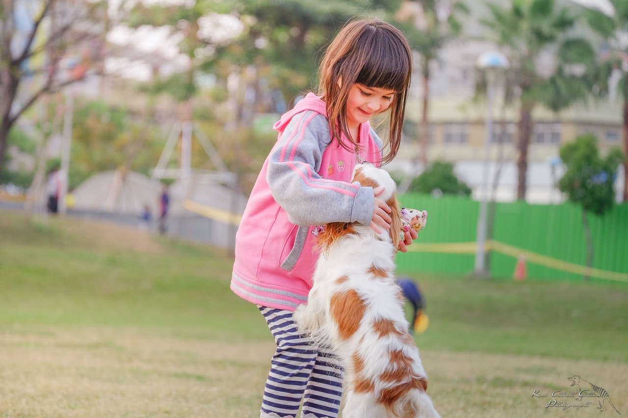 what-is-a-therapy-dog